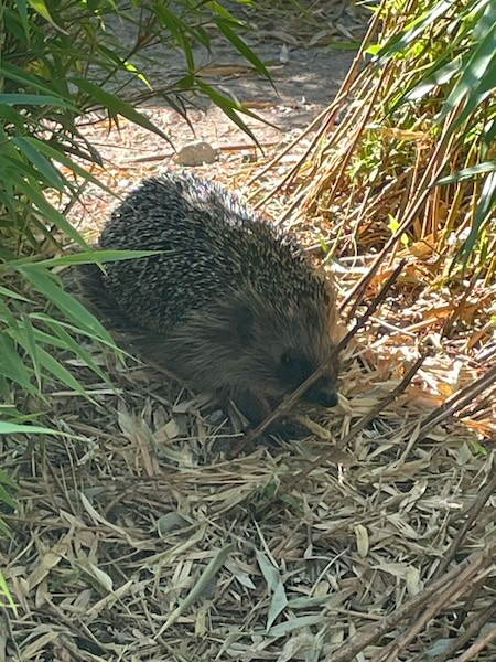 Igel auf Schulhof