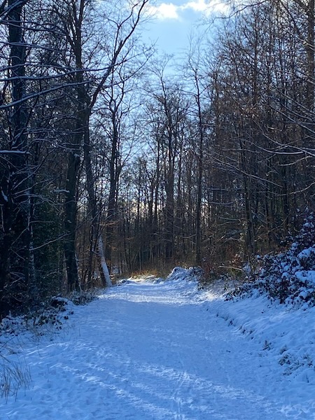 Schellenberger Wald Winter